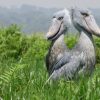 The Shoebill, a rare and critically endangered bird