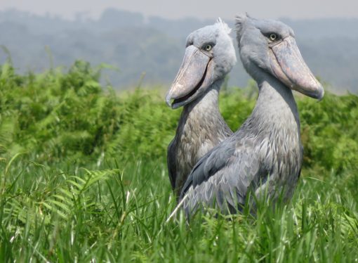 The Shoebill, a rare and critically endangered bird