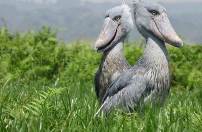 The Shoebill, a rare and critically endangered bird