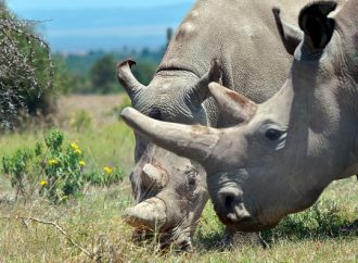 Namibia loses 17 rhinos, 2 elephants to poaching since January