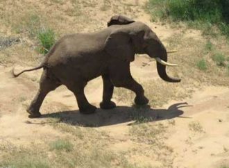 ELEPHANT ATTACKS TOURIST TO DEATH AT MURCHISON FALLS-UGANDA.