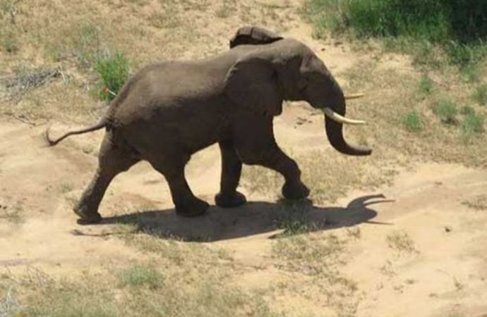 ELEPHANT ATTACKS TOURIST TO DEATH AT MURCHISON FALLS-UGANDA.