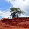 THE ANCESTRAL TREE IN THE WAY OF MPIGI – BUSEGE EXPRESS HIGHWAY.