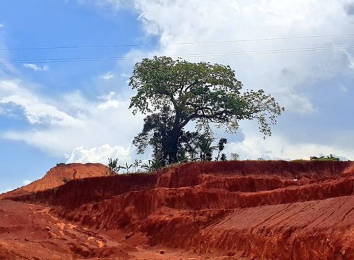 THE ANCESTRAL TREE IN THE WAY OF MPIGI – BUSEGE EXPRESS HIGHWAY.