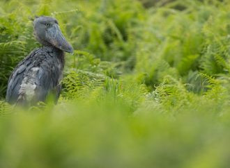 The Shoebill, A Rare and Critically Endangered bird