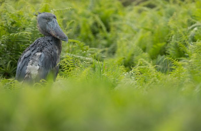 The Shoebill, A Rare and Critically Endangered bird